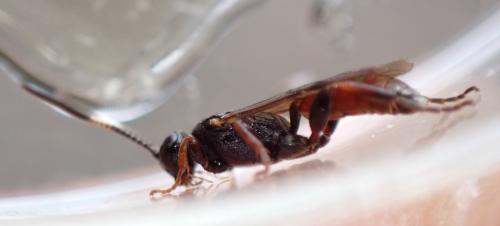 Réf. 329 546 : Ichneumonini inconnu